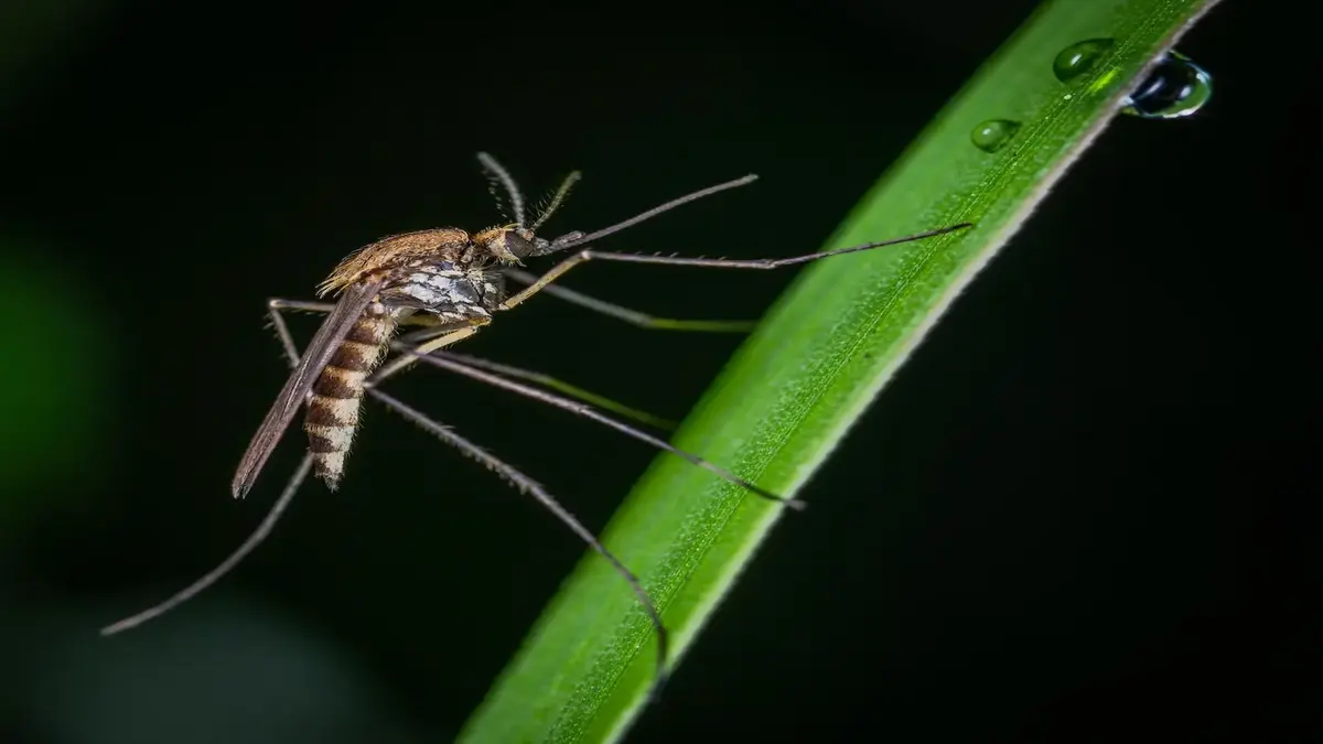 2 cases of Zika virus detected in Mumbai